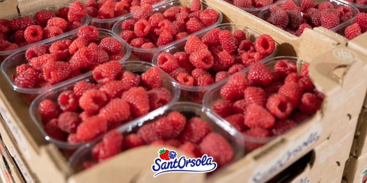 Piccoli frutti, arrivano le serre contro il cambiamento climatico